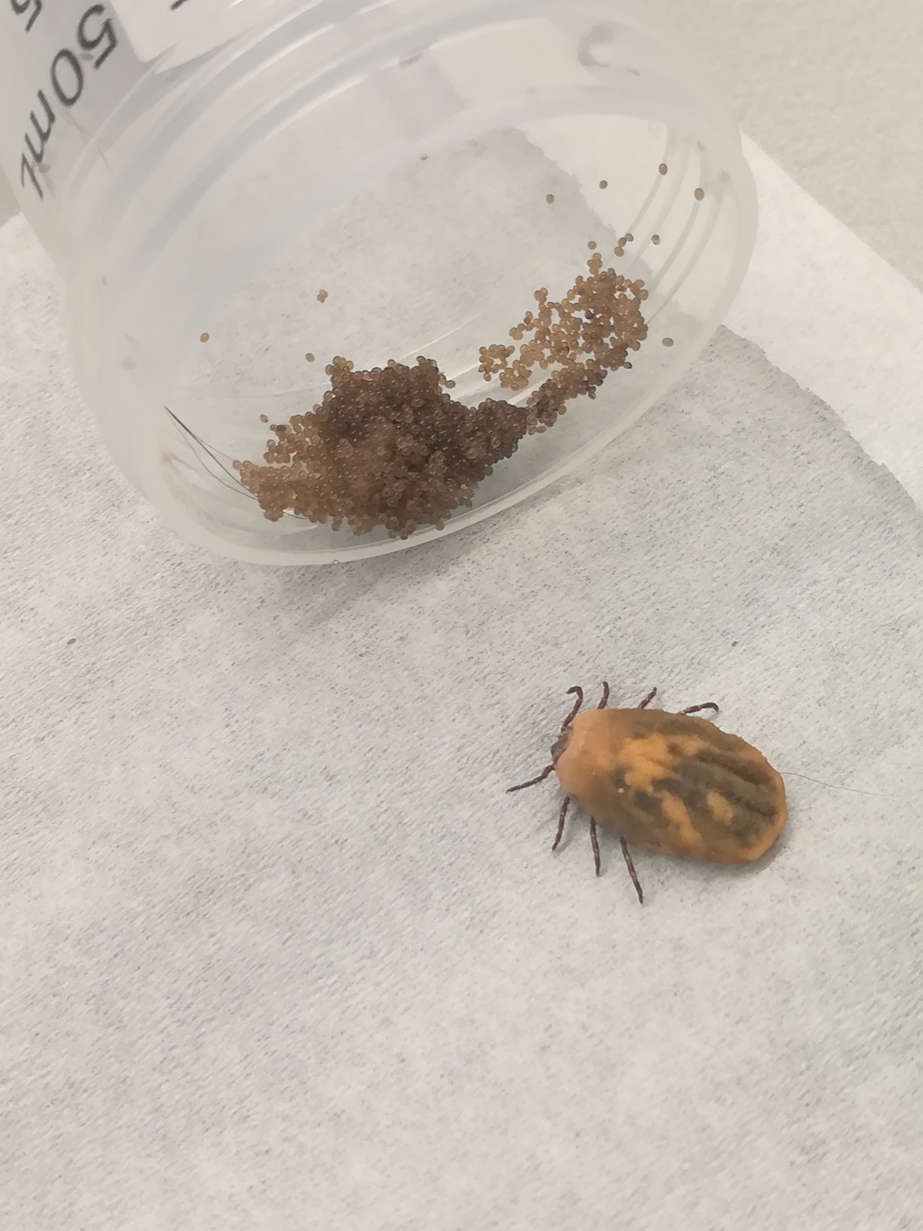 Female American dog tick laying eggs