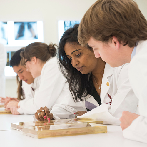 Students in a gross anatomy class